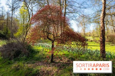 Les tulipes du Château de Dampierre, son jardin anglais et le jardin Le Nôtre - IMG 2925