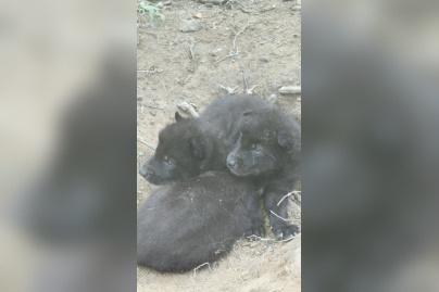 Les Petits louveteaux de la Forêt des loups