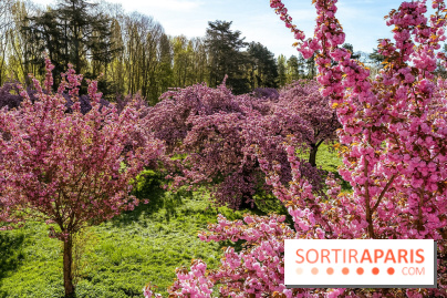 Hanami au Parc de Sceaux 2026, les cerisiers en fleurs et ses  animations - A7C01674