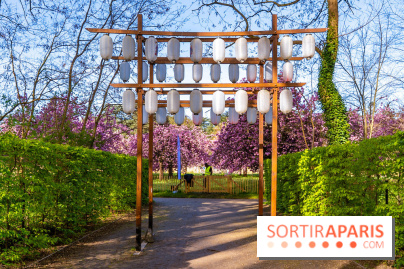 Hanami au Parc de Sceaux 2026, les cerisiers en fleurs et ses  animations