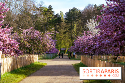 Hanami au Parc de Sceaux 2026, les cerisiers en fleurs et ses  animations - A7C01497