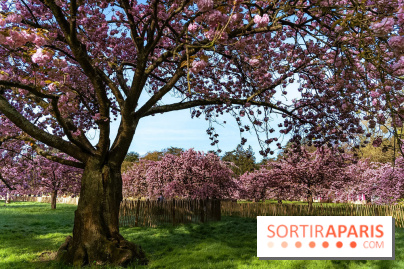 Hanami au Parc de Sceaux 2026, les cerisiers en fleurs et ses  animations - A7C01590