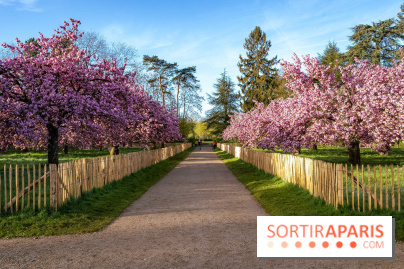 Hanami au Parc de Sceaux 2026, les cerisiers en fleurs et ses  animations