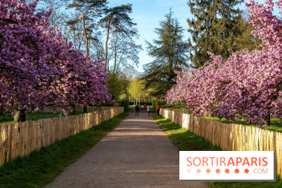 Hanami au Parc de Sceaux 2026, les cerisiers en fleurs et ses  animations - A7C01381