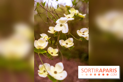 Château de Courson et son domaine : Parc Botanique et Jardin Remarquable en Région Parisienne  - A7C02947