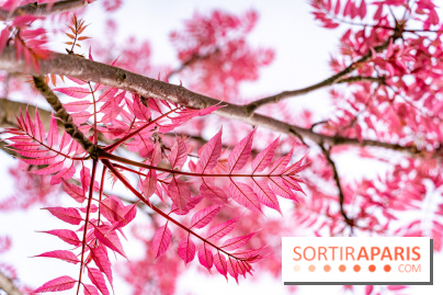 Le Château de Buc et son superbe domaine, parc paysagé aux nombreux trésors - A7C03148