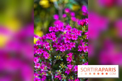 Parc et Jardins du Château de Fontainebleau - les photos  - A7C04481