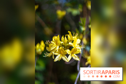 Parc et Jardins du Château de Fontainebleau - les photos  - A7C04482