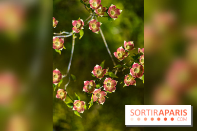 Parc et Jardins du Château de Fontainebleau - les photos  - A7C04484