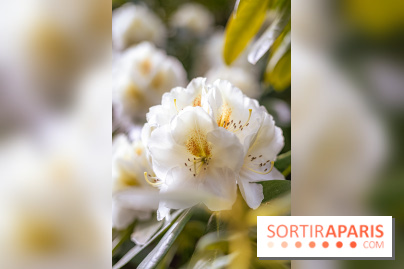 Parc et Jardins du Château de Fontainebleau - les photos  - A7C04469