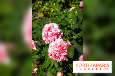 Parc et Jardins du Château de Fontainebleau - les photos  - A7C04810