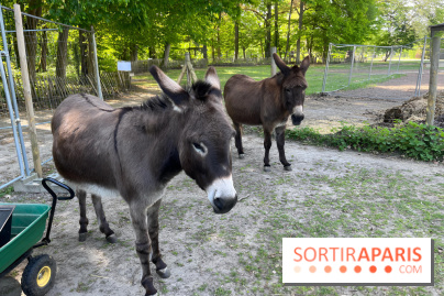 Avon'Ânes, les balades avec des ânes, à Avon - nos photos - IMG 7768