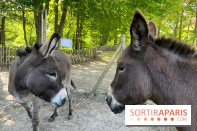 Avon'Ânes, les balades avec des ânes, à Avon - nos photos - IMG 7769