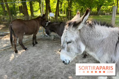 Avon'Ânes, les balades avec des ânes, à Avon - nos photos - IMG 7778