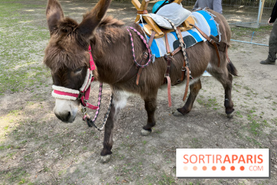 Avon'Ânes, les balades avec des ânes, à Avon - nos photos - IMG 7779