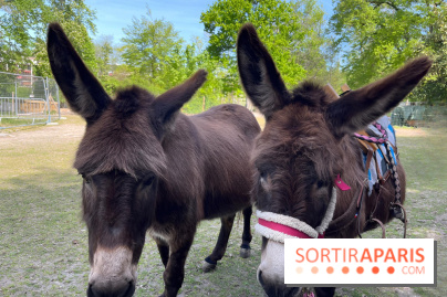 Avon'Ânes, les balades avec des ânes, à Avon - nos photos - IMG 7780