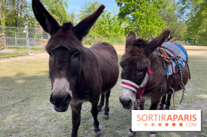 Avon'Ânes, les balades avec des ânes, à Avon - nos photos - IMG 7781