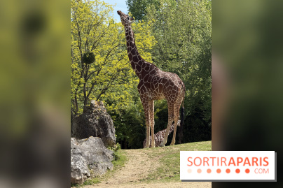 ZooParc de Beauval et Hôtel Les Pagodes de Beauval - IMG 5377