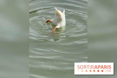 ZooParc de Beauval et Hôtel Les Pagodes de Beauval - IMG 5382