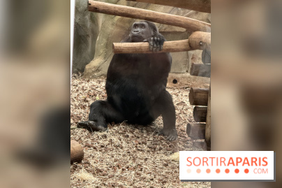 ZooParc de Beauval et Hôtel Les Pagodes de Beauval - IMG 5425