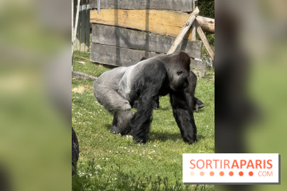 ZooParc de Beauval et Hôtel Les Pagodes de Beauval - IMG 5436