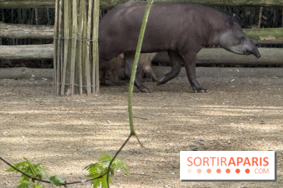 ZooParc de Beauval et Hôtel Les Pagodes de Beauval - IMG 5449