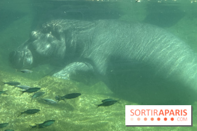 ZooParc de Beauval et Hôtel Les Pagodes de Beauval - IMG 5543