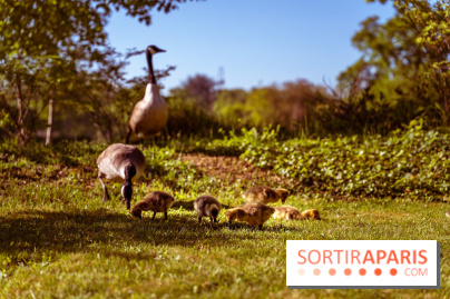 Le Parc des Ibis au Vésinet dans les Yvelines en Région Parisienne - photos  - A7200644