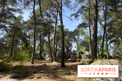Escalade en Forêt de Fontainebleau - nos photos - IMG 7845