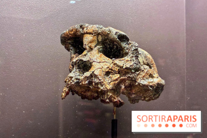 Préhistoire, entre utopie et réalité  - IMG 5558