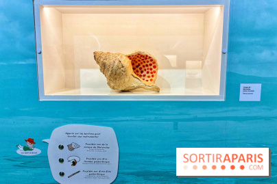 Préhistoire, entre utopie et réalité  - IMG 5624