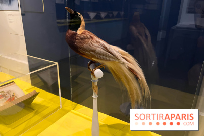 Plumes de Paradis, l'expo au musée du Quai Branly - nos photos