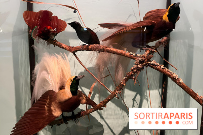 Plumes de Paradis, l'expo au musée du Quai Branly - nos photos