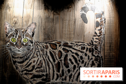 Chacun cherche son chat, nos photos de l'expo à Fluctuart - Expo Chat 11