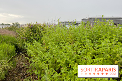 L'aromathèque Persépolis, sur le toit de la bourse du travail à Saint-Denis - nos photos