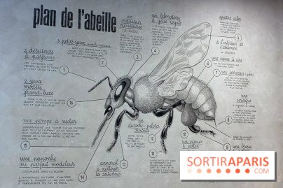 Ateliers autour de l'apithérapie