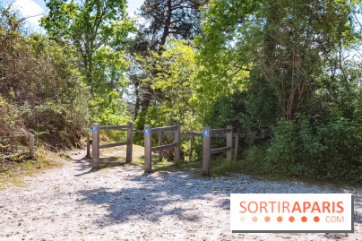Liaisons douces à Fontainebleau : la forêt à vélo, les photos