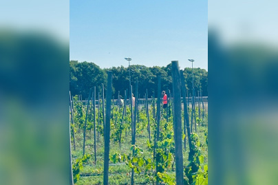 2ème édition du Viti-trail de 10 km du Domaine de Paris Gravelle Dimanche 6 septembre 2026