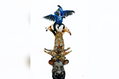 Campagne #37521 - SAILEV Totems of the Pantanal 3MB