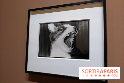 Photographies japonaises de la BnF - nos photos de l'exposition