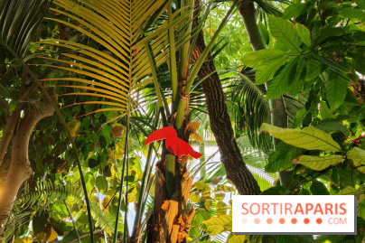 Automne tropical 2026