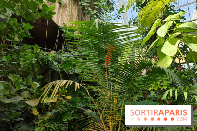 Automne tropical 2026
