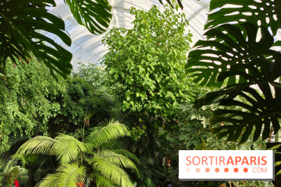 Automne tropical 2026