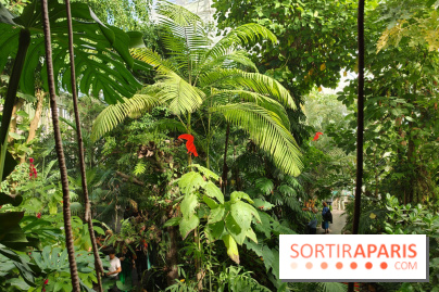 Automne tropical 2026