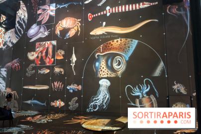Plongez à la découverte de Planète Océan, l’exposition immersive de l’Atelier des Lumières