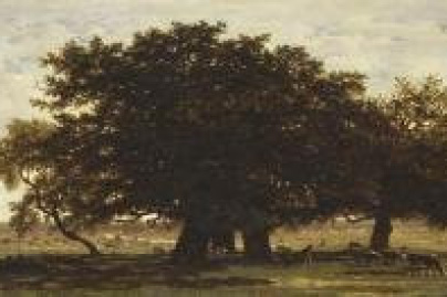 La foret de Fontainebleau