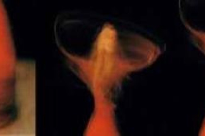 Natacha et Nuits de Princes