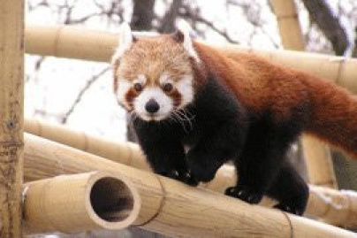 ménagerie, jardin des plantes