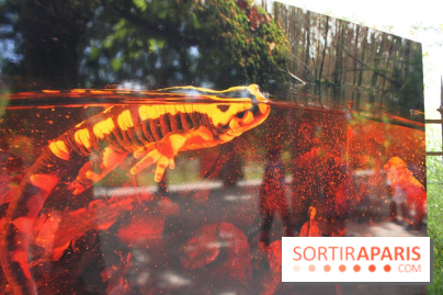 Exposition Planète Grenouille par Cyril Ruoso au Jardin des Plantes