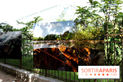 Exposition Planète Grenouille par Cyril Ruoso au Jardin des Plantes